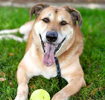 Photo of AUGIE