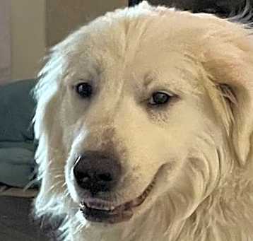 Photo of Bodie