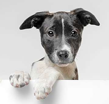 Photo of Domino - M