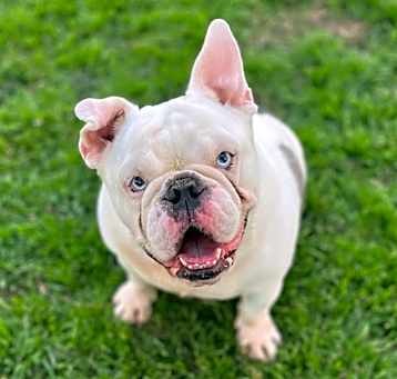 Photo of Glinda - **DEAF**