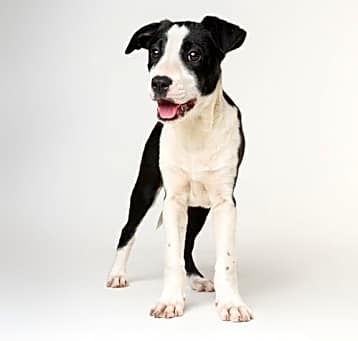 Photo of Orio - M