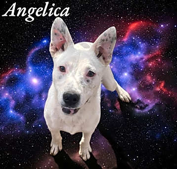 Photo of Angelica