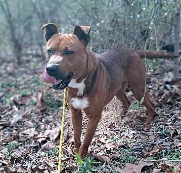 Photo of Moose