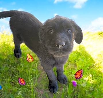 Photo of Biscuit