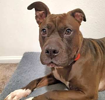 Photo of Freya pretty pitty