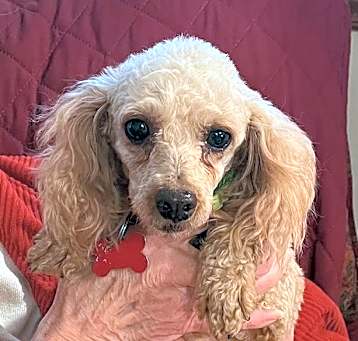 Photo of Hazel