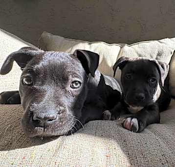 Photo of Puppy Anderson