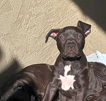 Photo of Puppy Aaliyah