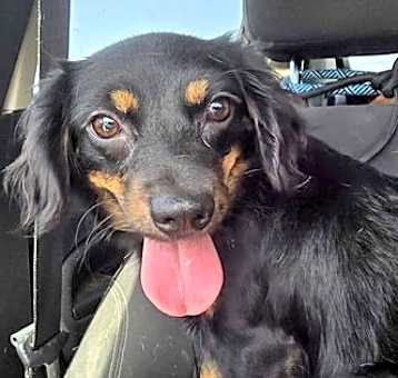 Photo of Daisy - No More Applications Please!