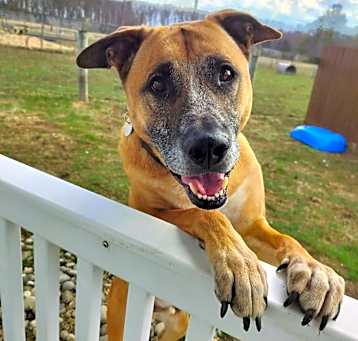 Photo of Opie