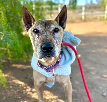 Photo of Chevy