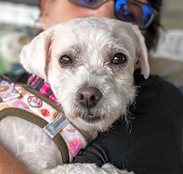 Photo of Triscuit