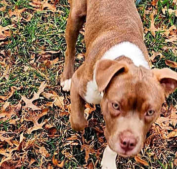 Photo of Goose
