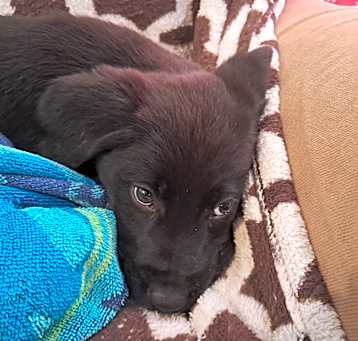Photo of Red