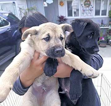 Photo of lab mix male puppies