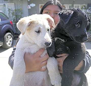 Photo of lab mix female puppies