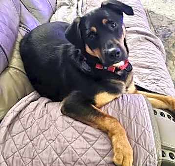 Photo of Duke