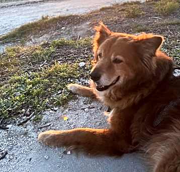 Photo of Ziggy