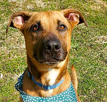 Photo of Dobby