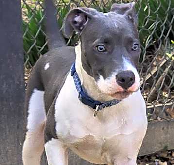 Photo of Blue Boy