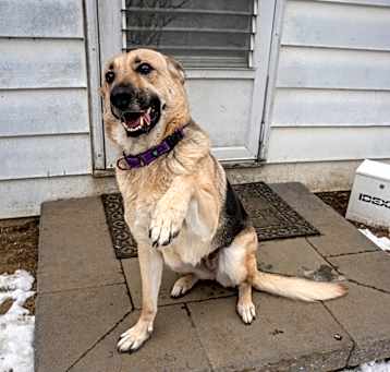 Photo of Dolly