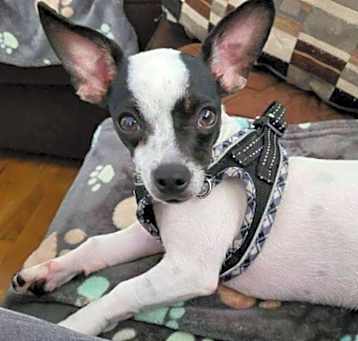 Photo of Blossom