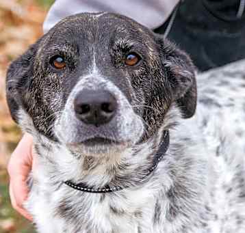 Photo of Cobalt