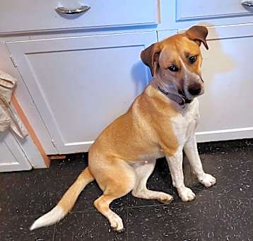 Photo of Scout