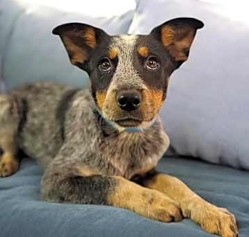 Photo of Ada Girl