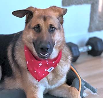 Photo of Dasher