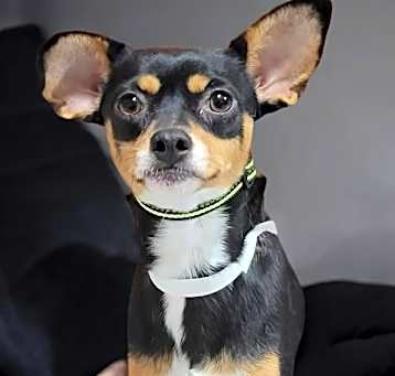 Photo of Meeka