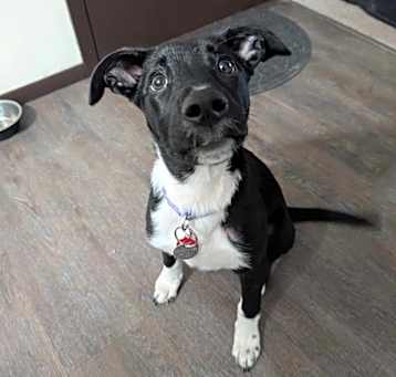 Photo of Screech