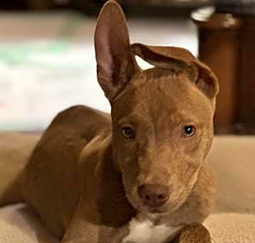 Photo of Hank