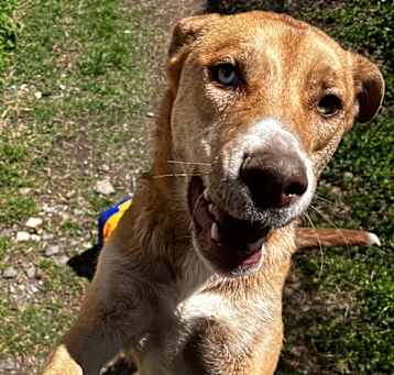 Photo of Honey