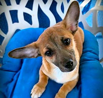 Photo of Shorty