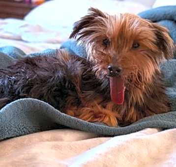 Photo of Piper (Foster in PA)