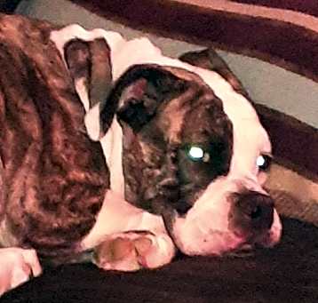 Photo of Roxy