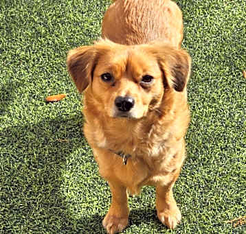 Photo of Coco