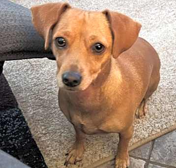 Photo of Mochi