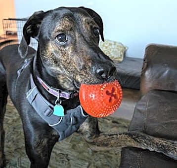 Photo of Moose