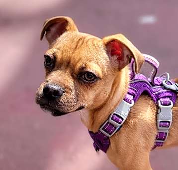 Photo of Bruno