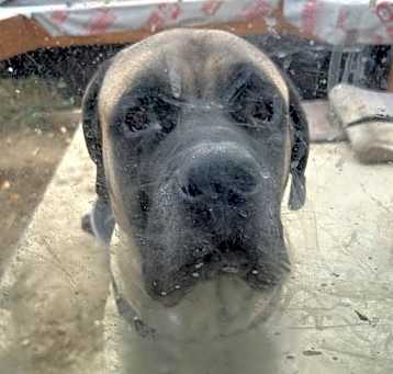 Photo of Rambo