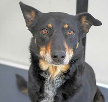 Photo of Max (Bonded to Luna)