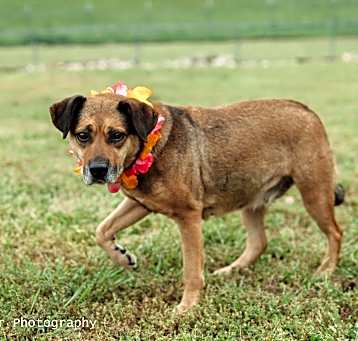 Photo of Girlie Pop - Adoptable Awaiting S/N