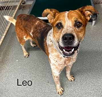 Photo of Leo