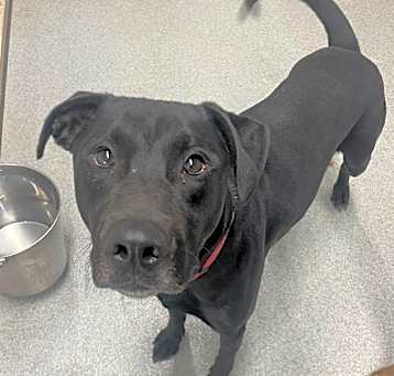 Photo of Junior