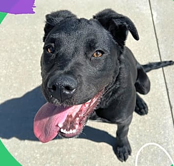 Photo of Ace