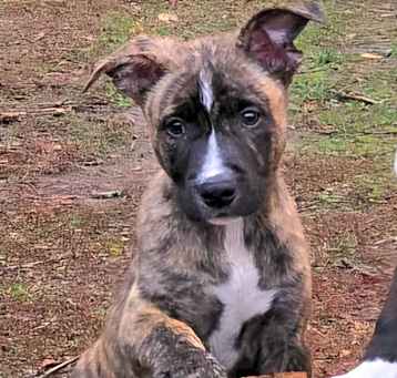 Photo of Tigger