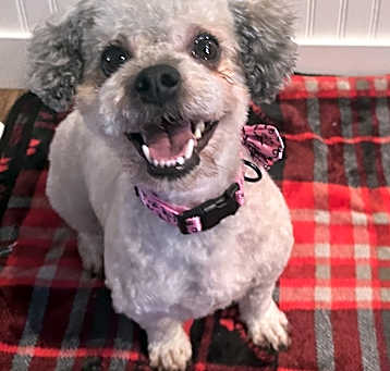 Photo of Molly