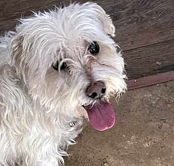 Photo of Tuffy